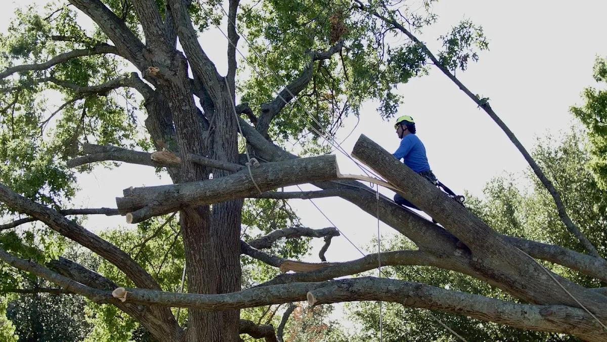 Professional Crown Thinning performed by certified arborists in Waimea